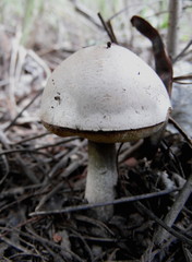 Leccinum duriusculum