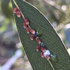 Eriococcus