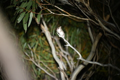 Cercartetus concinnus
