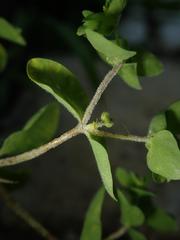 Podosphaera euphorbiae