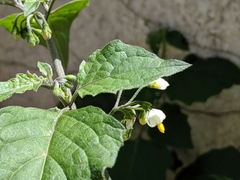 Solanum nigrum