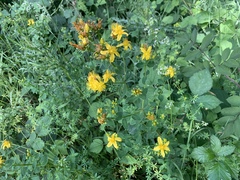 Hypericum maculatum obtusiusculum