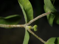 Podosphaera euphorbiae