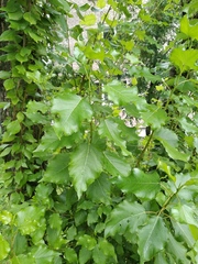 Populus