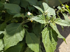 Solanum nigrum