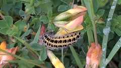 Zygaena filipendulae