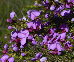 Gompholobium scabrum