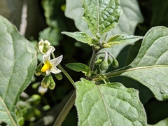 Solanum nigrum