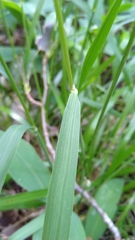 Poaceae