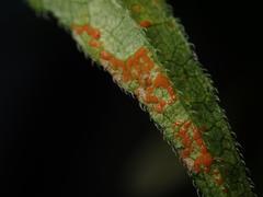 Coleosporium campanulae