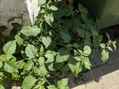 Solanum nigrum