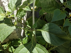 Solanum nigrum