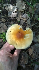 Amanita