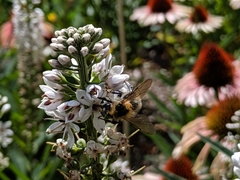 Bombus