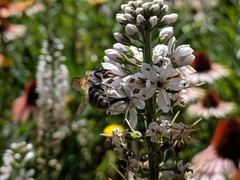 Bombus