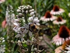 Bombus