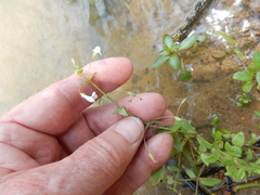 Lindernia dubia anagallidea