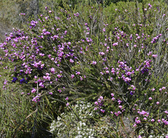 Gompholobium scabrum