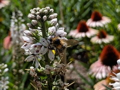 Bombus