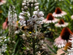 Bombus