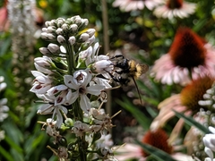 Bombus