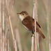 Eurasian Reed Warbler - Photo (c) naturpel, some rights reserved (CC BY-NC), uploaded by naturpel