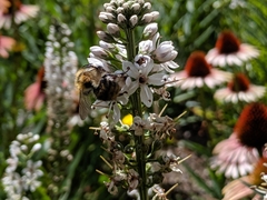 Bombus
