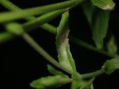 Podosphaera epilobii