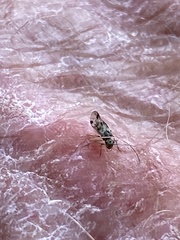 Graphopsocus cruciatus