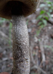Leccinum duriusculum