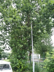 Populus