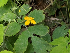 Chelidonium majus