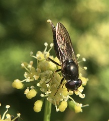 Cheilosia soror