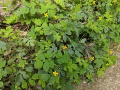 Chelidonium majus