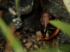 Rhyparochromus vulgaris