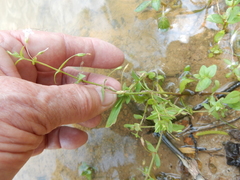 Lindernia dubia anagallidea