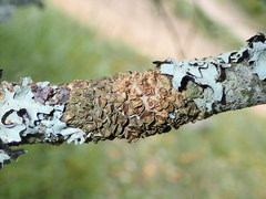 Melanohalea septentrionalis