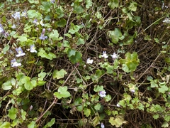 Cymbalaria muralis