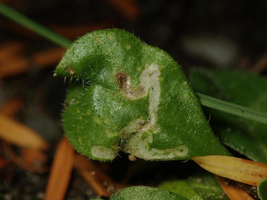 Phytomyza virgaureae