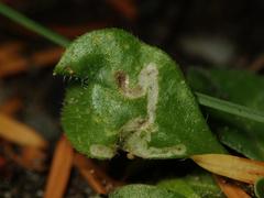 Phytomyza virgaureae