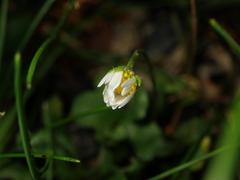 Bellis perennis