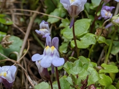 Cymbalaria muralis