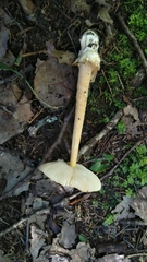 Amanita