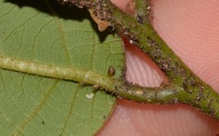 Tornatellinops mastersi