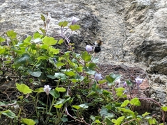 Apinae