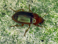 Amara fulva