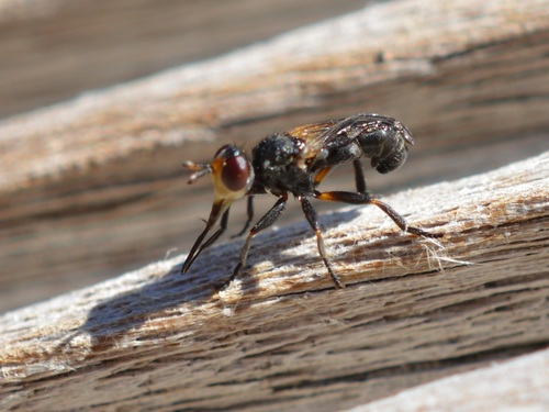 Thecophora fulvipes