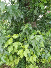 Populus