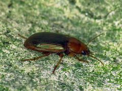Amara fulva