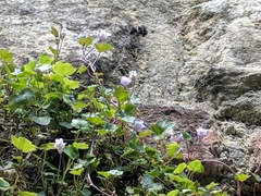 Apinae